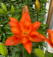 Pura Amor PÅ LAGER TIL FEBRUAR KAN BESTILLES NU